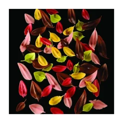 PAVONI Ustensiles Chocolat|Couteau Inox Plume 12 x 2,4 cm Flychoc